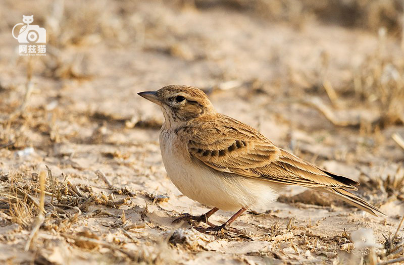 以色列，闯入“禁区”的观鸟人