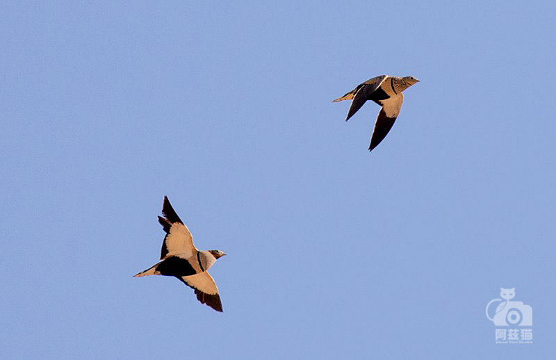 以色列，闯入“禁区”的观鸟人