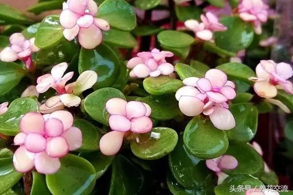 网购被骗种出的离谱花卉,多肉植物从花市买回怎么办