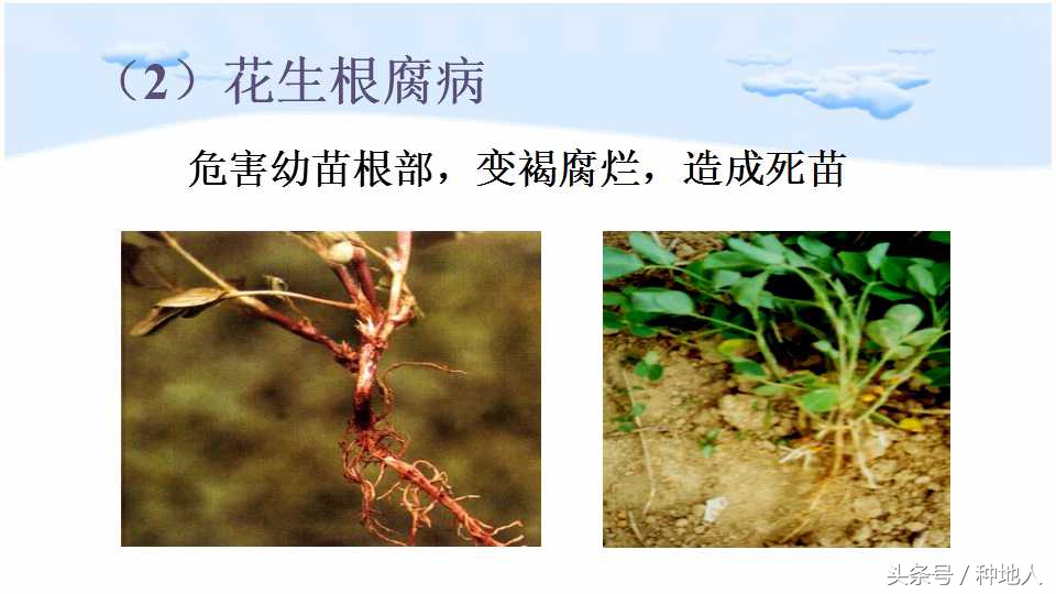 已经开始种花生了怎么种,马上要种花生了