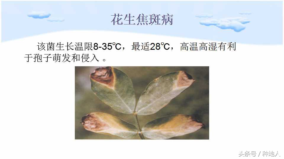 已经开始种花生了怎么种,马上要种花生了