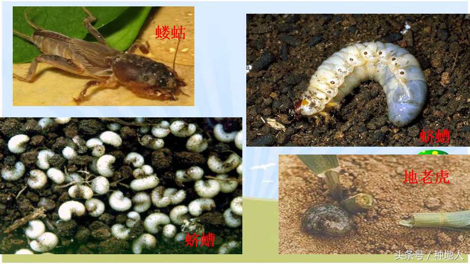 已经开始种花生了怎么种,马上要种花生了