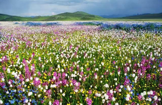 四川不可不去的十个景区,四川湿地风景区