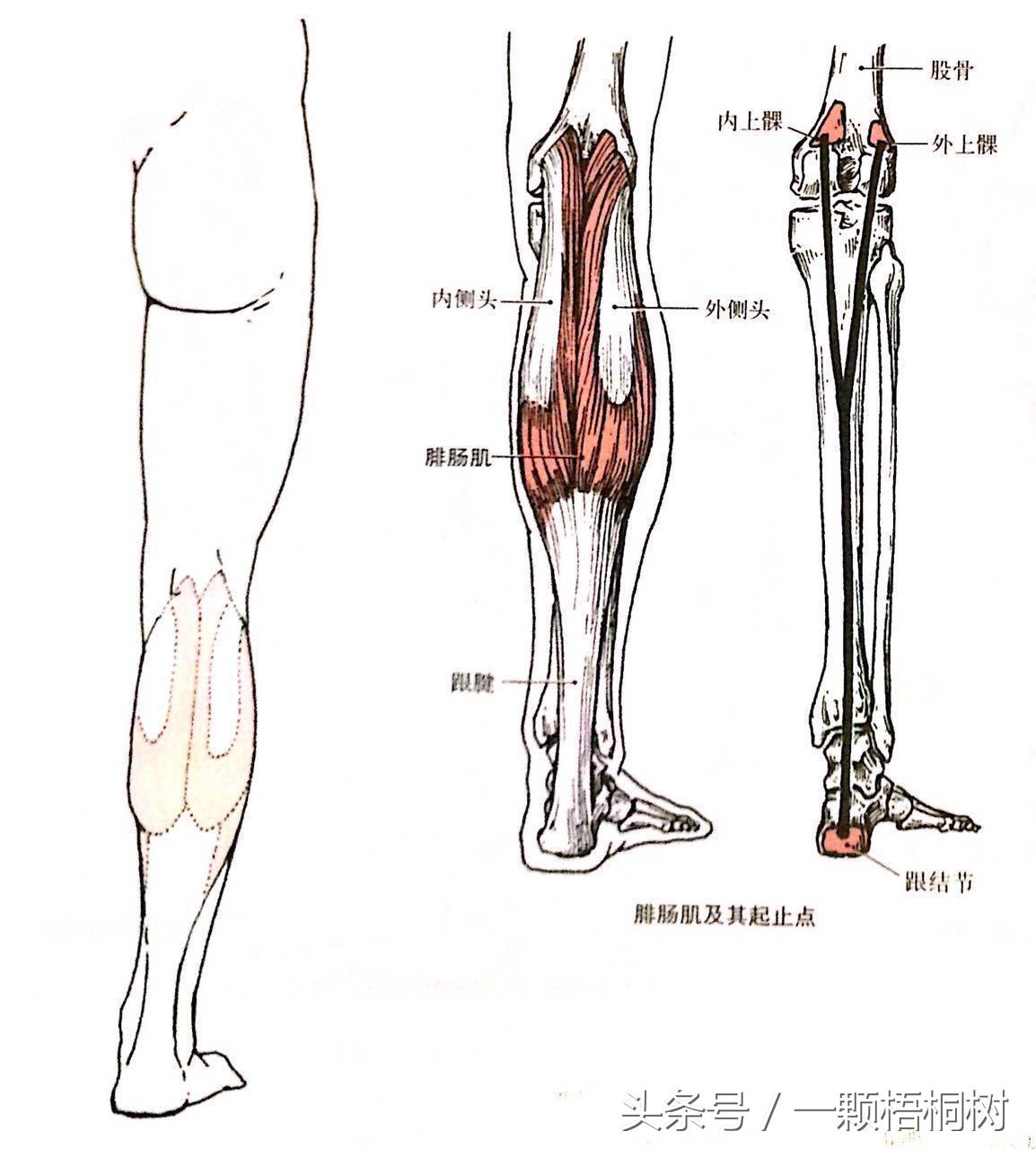 怎样瘦小腿肚最有效方法,怎么瘦小腿肚又快又有效学生党