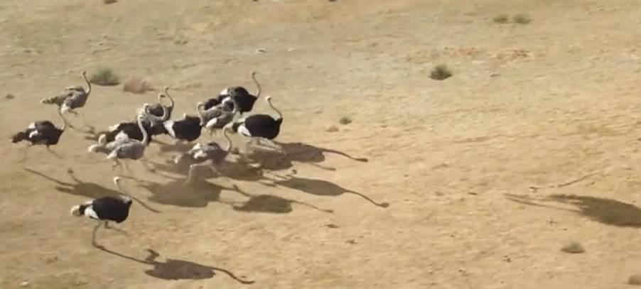 鸵鸟戴上vr眼镜广告,鸵鸟宣传