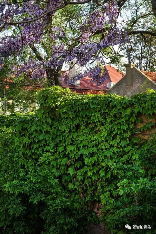 青岛照片相册,青岛金口张岩照片