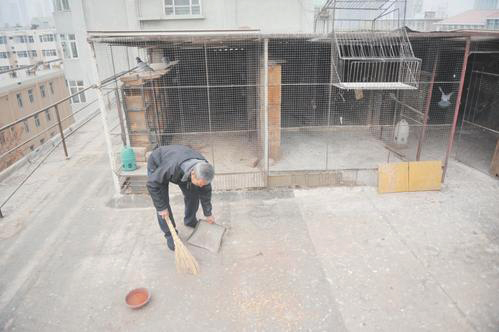 太原市鸽将军,太原鸽将军