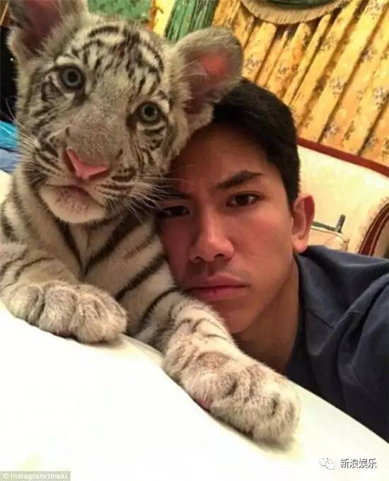 文莱王子宠老虎的画面好苏！各国高质量王子，哪个是你的菜？