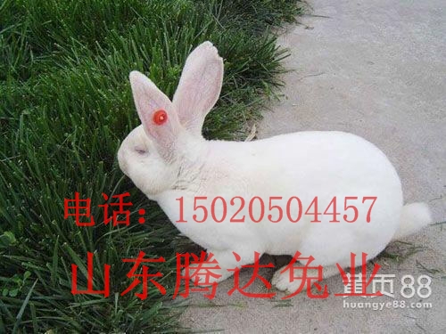 獭兔种兔,獭兔养殖獭兔种兔多少钱一只