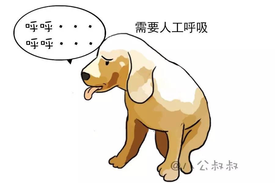 狗狗喘不过气怎么治疗,狗狗喘气喘不过来怎么办