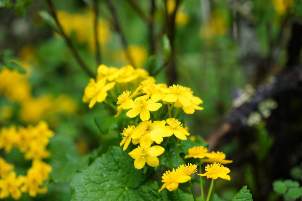 成都黄龙九寨沟路线安排,九寨沟黄龙自驾游攻略详细