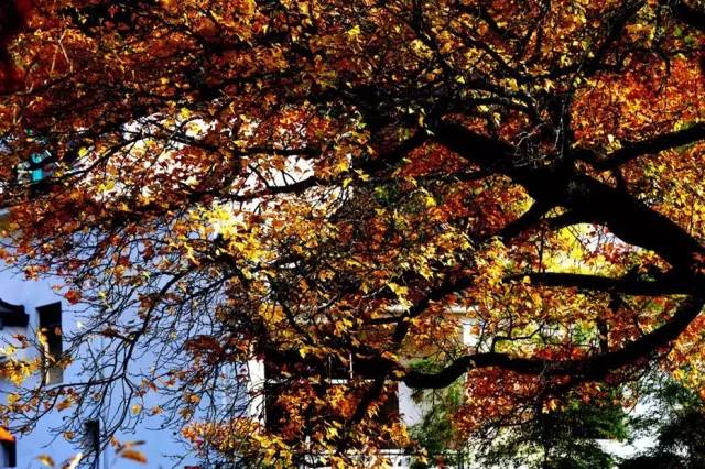 上海高铁到黄山4日游攻略,上海高铁到黄山旅行攻略