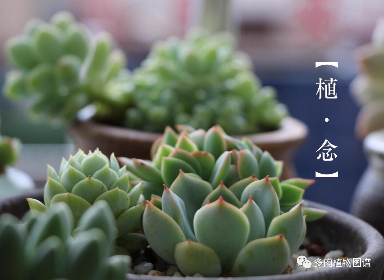 可可酱用法,可可酱日常分享