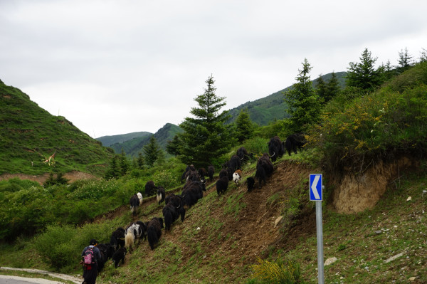 成都黄龙九寨沟路线安排,九寨沟黄龙自驾游攻略详细