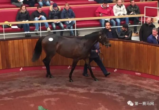 英哥夫斯试跑拍卖会日交易额近5000万