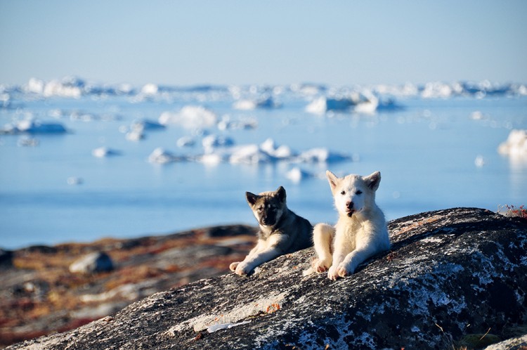 冰川岛上猎奇格陵兰岛冰川巡航记