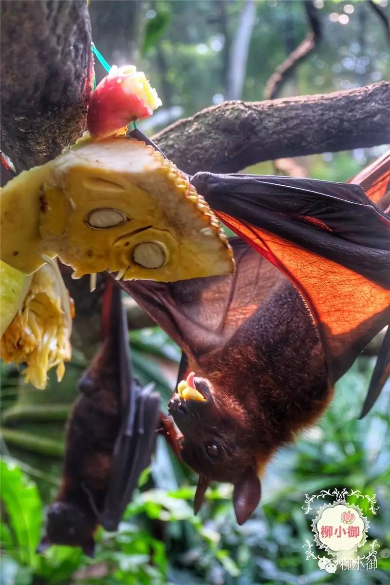 春节旅游去新加坡,新加坡旅游团春节