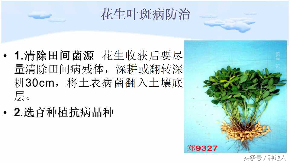 已经开始种花生了怎么种,马上要种花生了