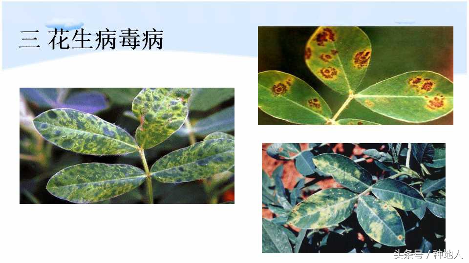 已经开始种花生了怎么种,马上要种花生了