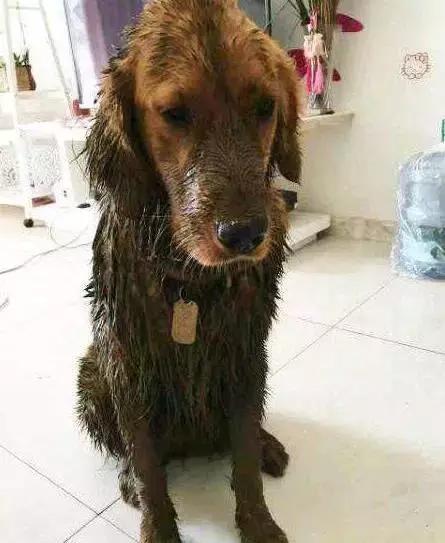 养金毛累吗,金毛养一年还是长不大怎么办