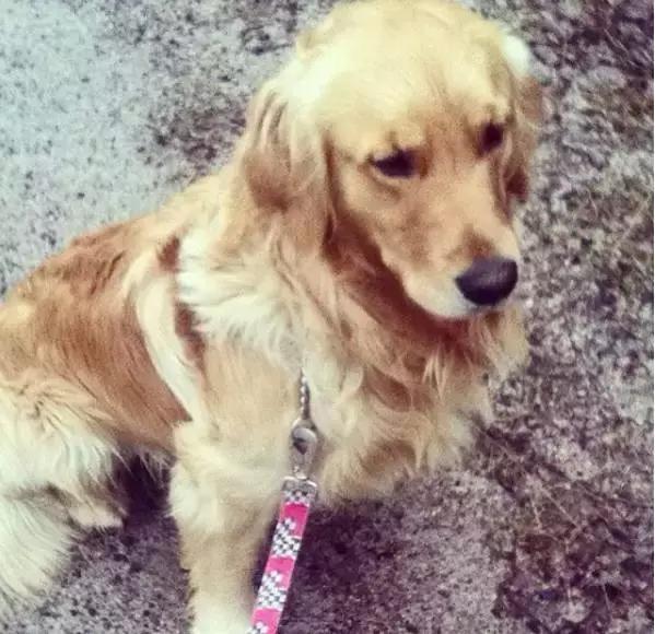 养金毛累吗,金毛养一年还是长不大怎么办