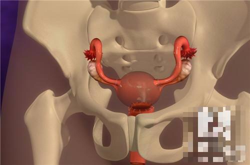 胆结石为什么吃太饱会痛,为什么会得胆结石要关注哪些饮食