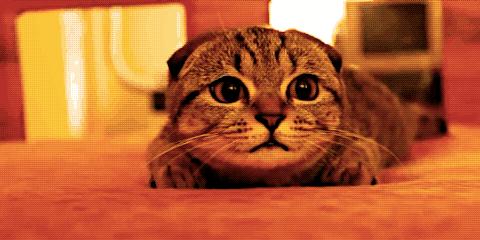 如何让抗拒榴莲的男朋友一起爱上榴莲？