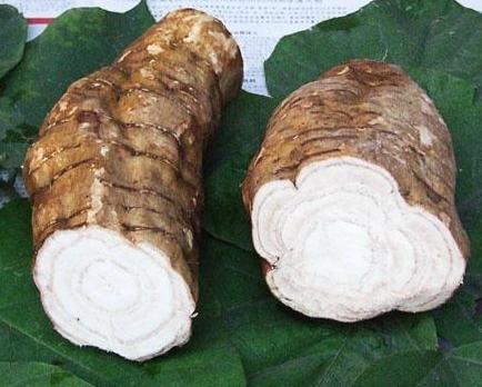 农民葛根,农民挖出250斤巨型葛根