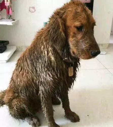 养金毛累吗,金毛养一年还是长不大怎么办