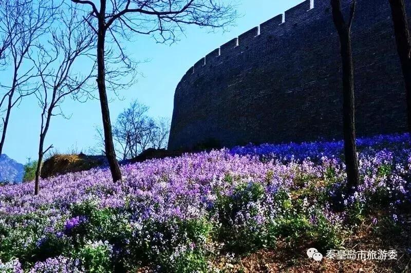 给所有秦皇岛人，这里有一份春天请你查收！