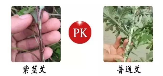 紫茎小叶灵艾,紫茎小叶灵艾图片