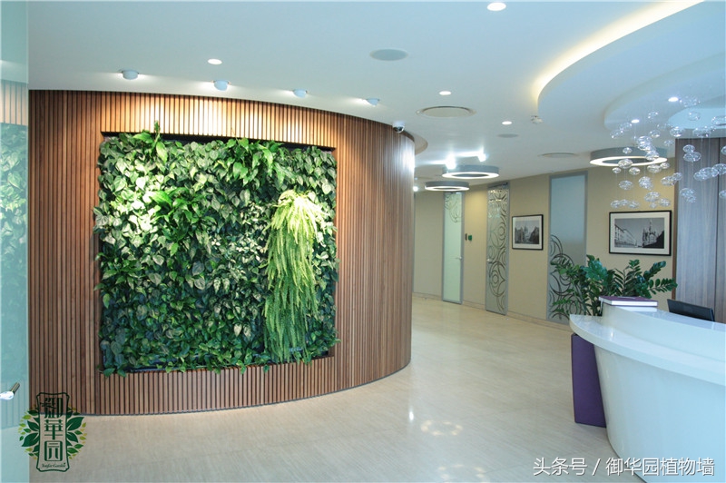 植物墙怎么选择,植物墙选什么树好