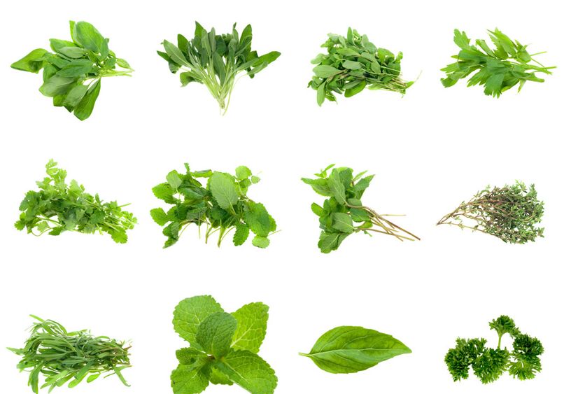 春季吃野菜谨防野菜中毒,野菜吃多了有什么危害