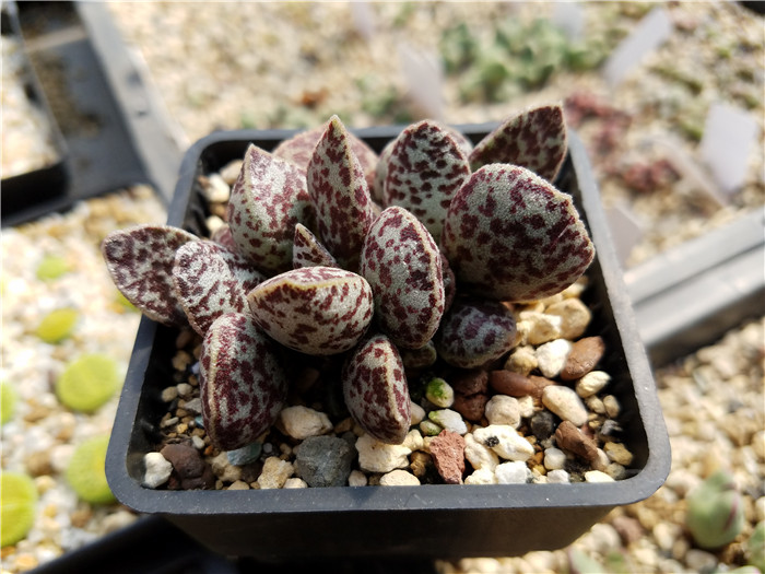 多肉植物吐槽,对多肉植物的调侃朋友圈