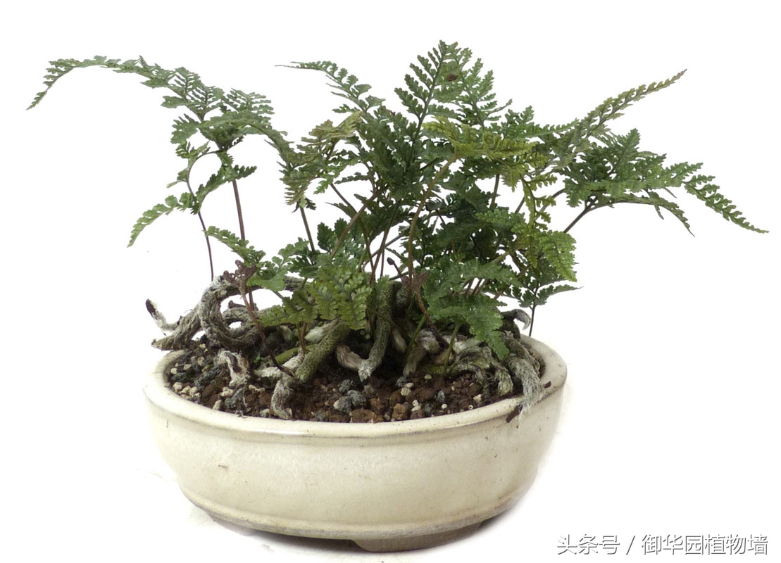 植物墙怎么选择,植物墙选什么树好