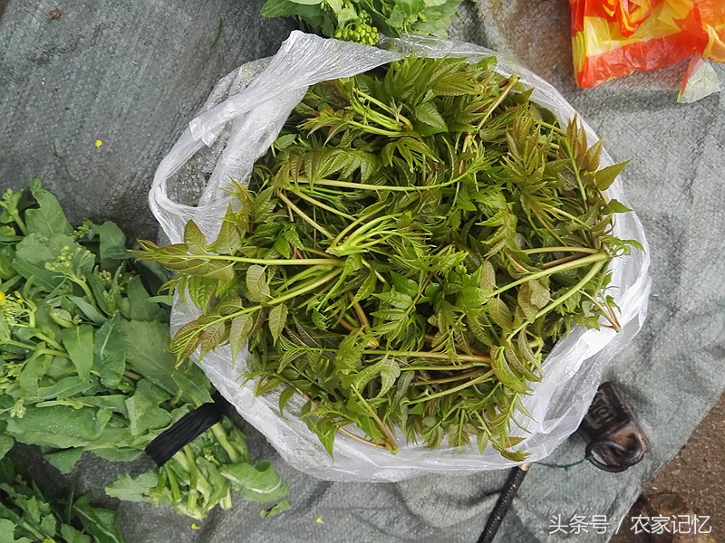 农村老人买野菜,农村卖的野菜