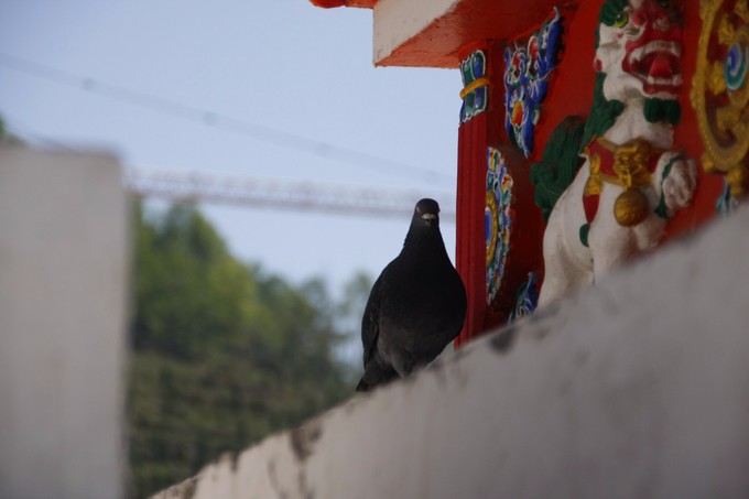 西北归来，我想说给你听，青海甘肃西安华山11天