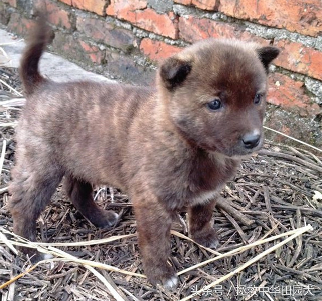 狗种类大全中华田园犬,中华田园犬之四眼土狗科普