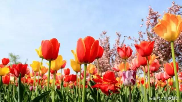 银川花博园郁金香花海,银川花博园游览图