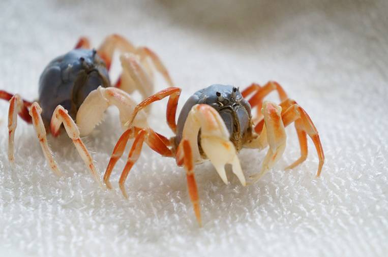 2900万年前的螃蟹,3500万年前的石头螃蟹