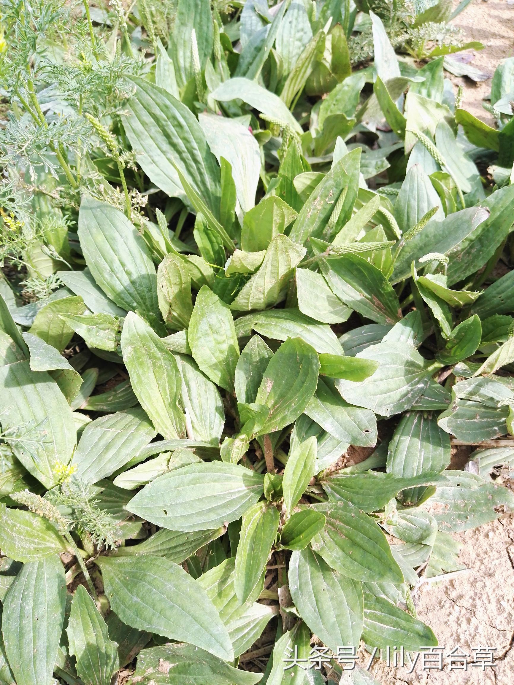 车前草木瓜干薏米治疗痛风,玉米须和车前草能治痛风吗