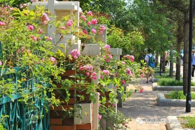 给所有秦皇岛人，这里有一份春天请你查收！