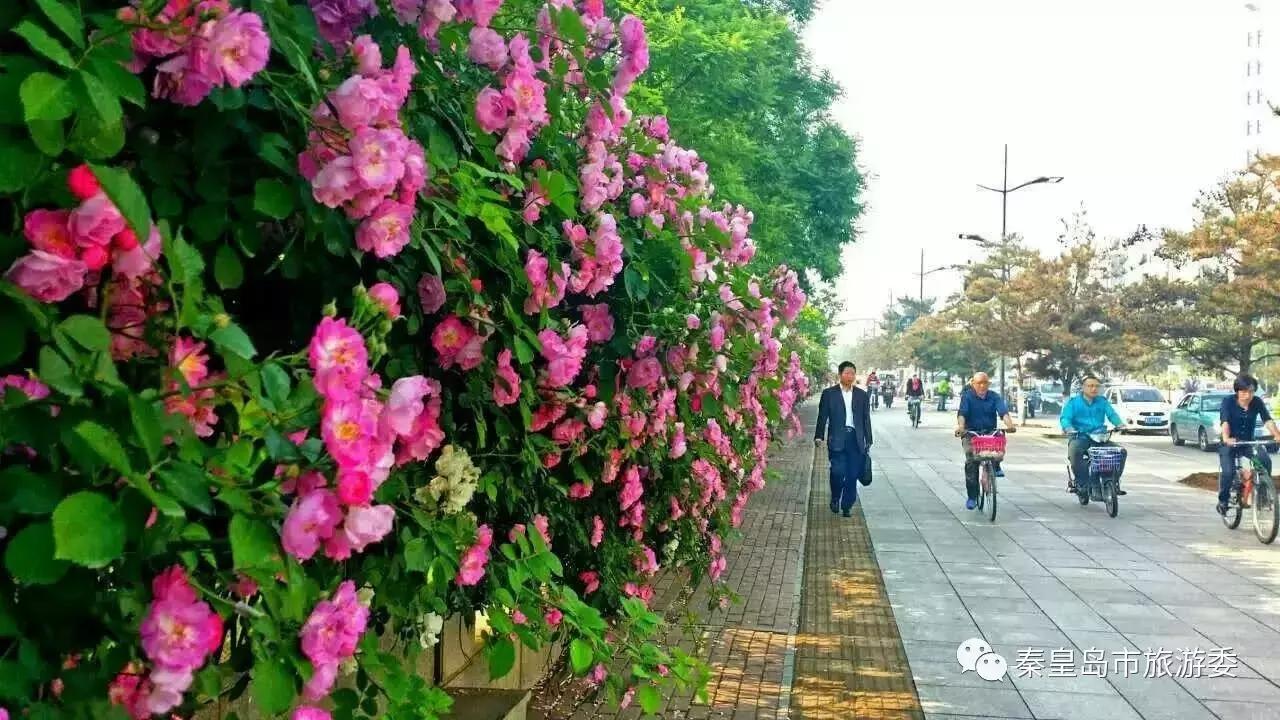 给所有秦皇岛人，这里有一份春天请你查收！