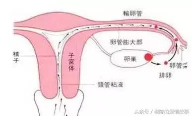 输卵管堵塞可以保守治疗吗,输卵管堵塞怎么能完全治好