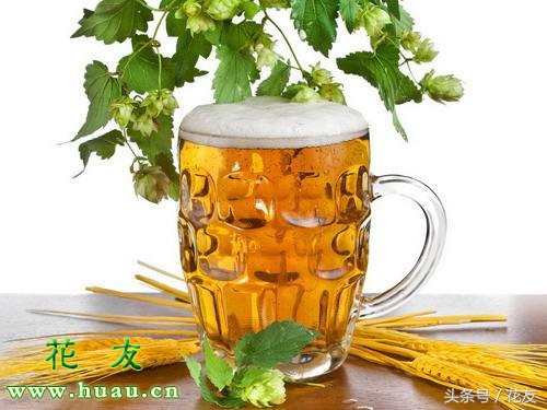 啤酒能浇花吗能浇绿萝吗,君子兰用啤酒浇花咋浇