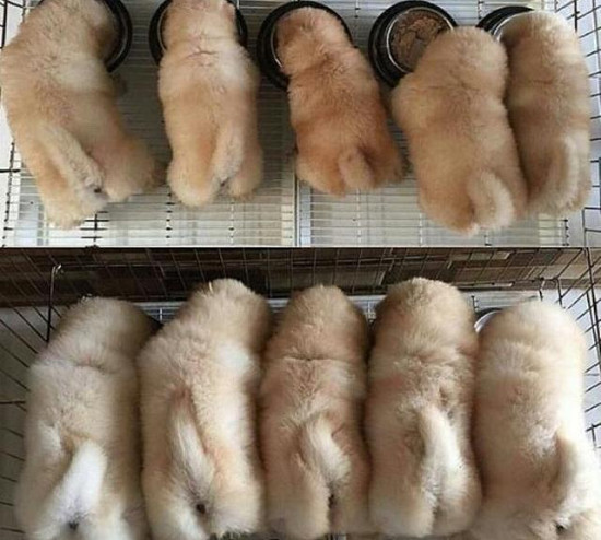 狗妈妈喂养好多狗崽,狗妈妈在野外生出一窝小狗