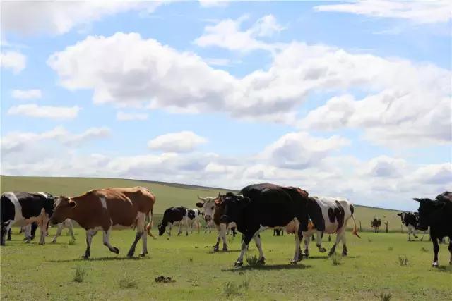 在草原骑马狂奔,在大草原策马驰骋