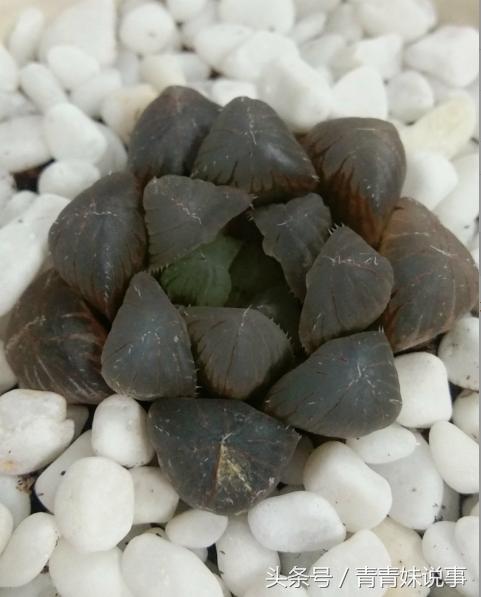 姬玉露变黄枯萎了怎么办,姬玉露变红怎么治疗