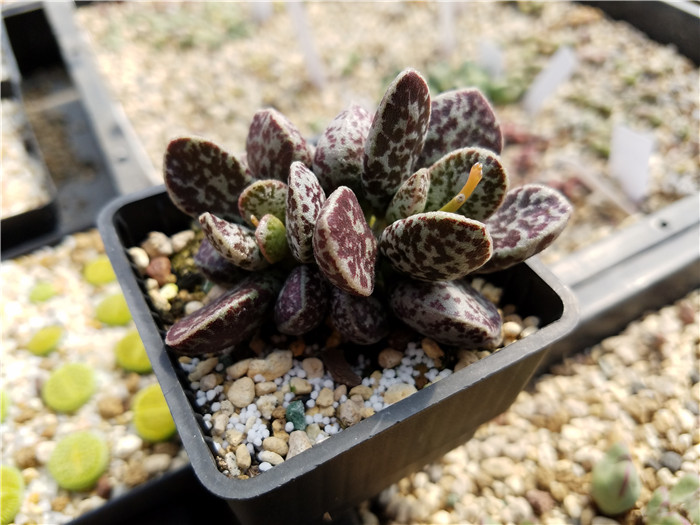 多肉植物吐槽,对多肉植物的调侃朋友圈