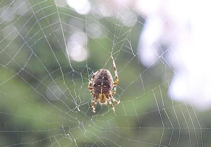 小时候最怕的一种动物，也是很好中药